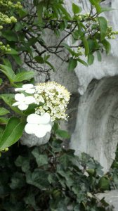 扬州的市花是什么花 市花为何种花？
扬州的市花是什么植物？