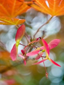 枫树会开花吗 枫树开花吗？