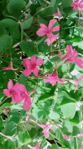四叶草会开花吗 四叶草会开花吗？