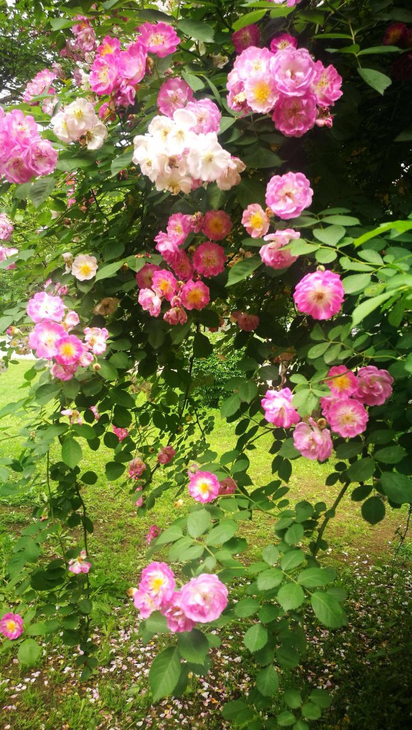 蔷薇会开花吗