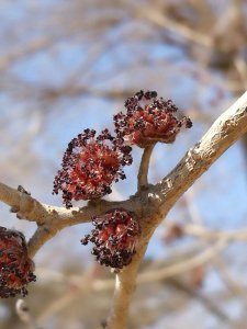 榆树会开花吗 榆树是否会开花？