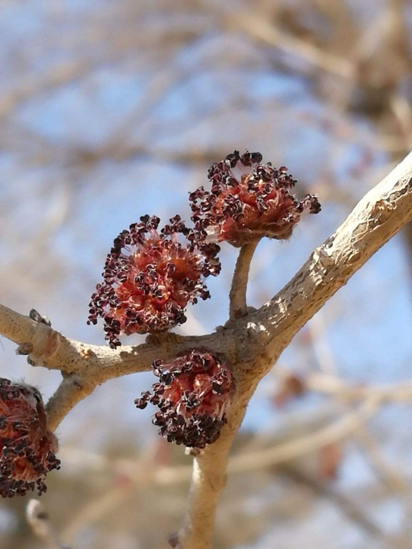 榆树会开花吗