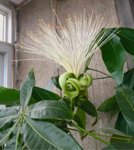盆栽发财树会开花吗 盆栽发财树能开花吗？