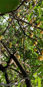 青梅什么季节成熟 季节以青梅成熟
青梅何时成熟