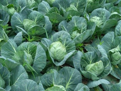 包菜什么季节成熟 包菜什么时候收获最好