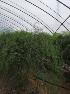发菜生长在什么地方 菜生长在何种环境下
菜生长的地理条件