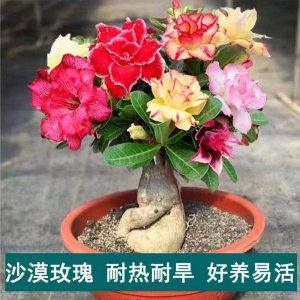 沙漠玫瑰什么季节开花 沙漠玫瑰何时盛放
