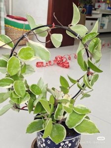 球兰什么时候开花花期多长时间 球兰花开时间及花期长度