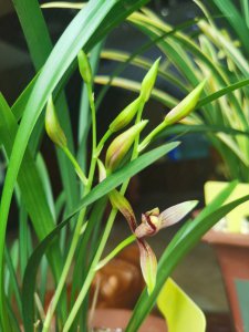 建兰什么时候开花 兰花何时开花？