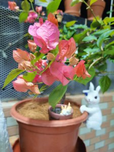 三角梅什么时候开花 三角梅何时会绽放花朵？