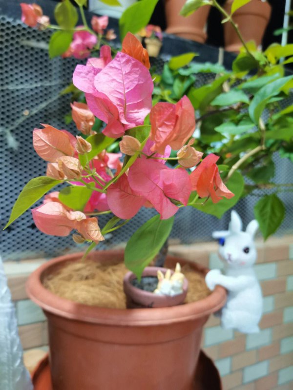 三角梅什么时候开花