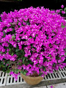 惠州的市花是什么花 市花为何种花？

惠州的市花是哪一种？