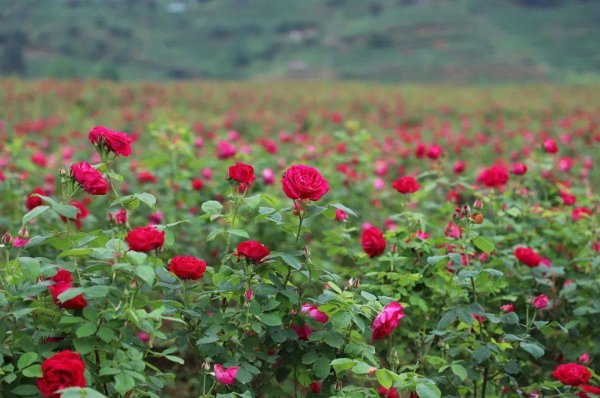 玫瑰花生长在什么地方