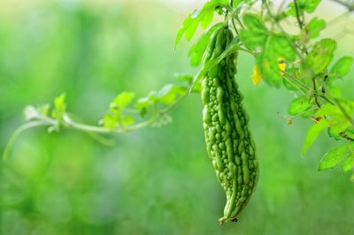苦瓜什么季节成熟 季节里苦瓜成熟

苦瓜何时长熟