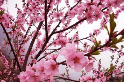 桃花什么时候开花 何时桃花开放

桃花何时绽放