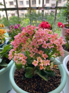 长寿花什么季节开花 长寿花在哪个季节盛开？