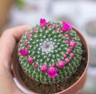仙人球什么季节开花 仙人球是在哪个季节开花？