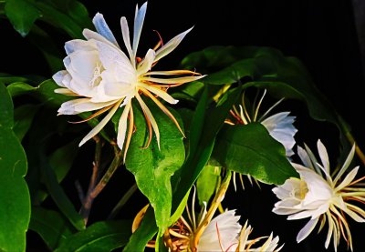 昙花什么季节开花 昙花何时开花？
昙花在哪个季节开花？