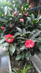 茶花什么季节开花 茶花在何时开花？