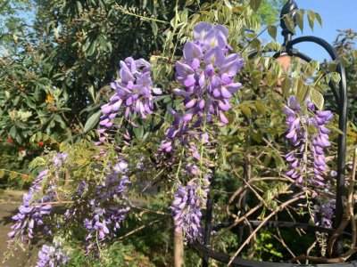 紫藤花什么时候开花 紫藤花何时盛开
紫藤花开放时间