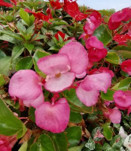 海棠花什么季节开花 海棠花开放的季节是什么时候？