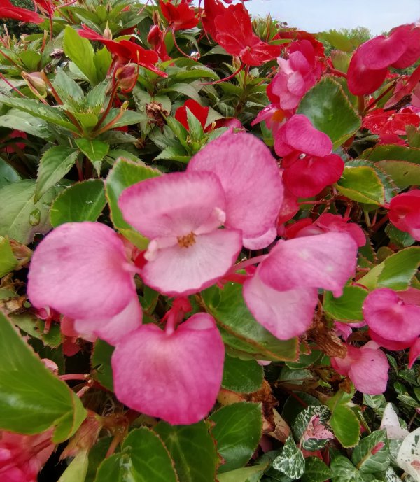 海棠花什么季节开花