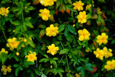 迎春花什么季节开花 季节春天开花的迎春花
春季盛开的迎春花