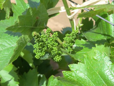葡萄什么季节开花结果 葡萄何时开花结果？