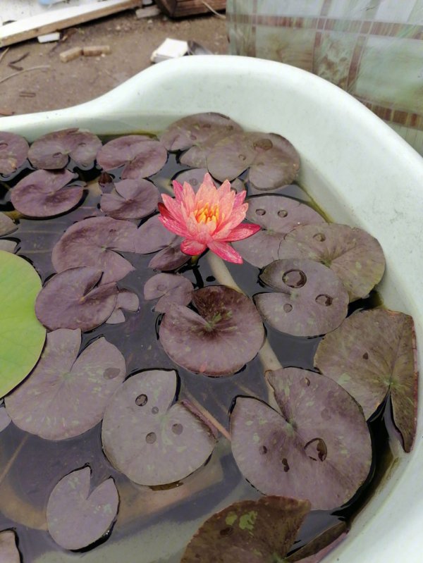 睡莲什么季节开花