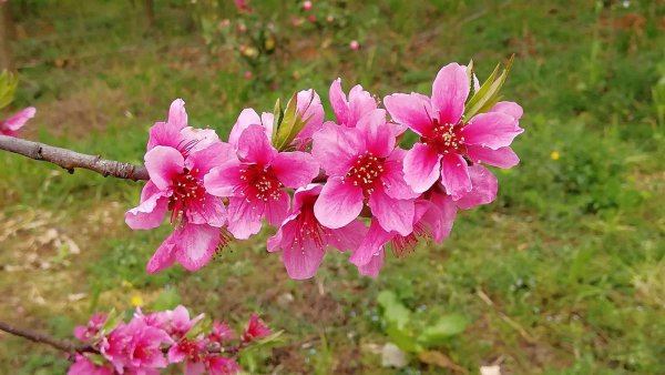 桃花什么季节开花