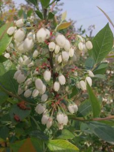 蓝莓什么季节开花 蓝莓开花的季节是什么时候？