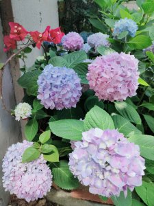 绣球花什么季节开花 绣球花在哪个季节开花？