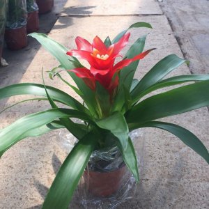 鸿运当头什么季节开花 鸿运当头何时绽放