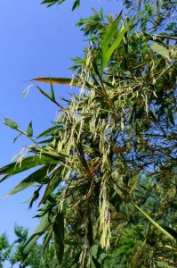 竹子什么季节开花 竹子什么时候开花？