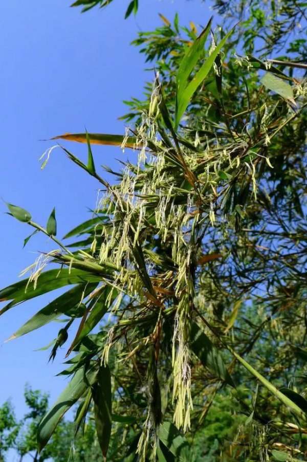竹子什么季节开花