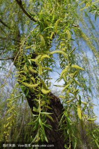 柳树什么季节开花 柳树何时开花？柳树花期是什么时候？