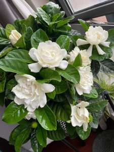 栀子花什么季节开花 栀子花开花季节是什么时候？