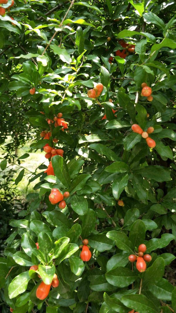 石榴什么季节开花