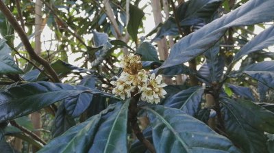 枇杷什么时候开花结果 枇杷何时开花结果？