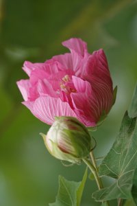 芙蓉花什么时候开花 芙蓉花何时开放？