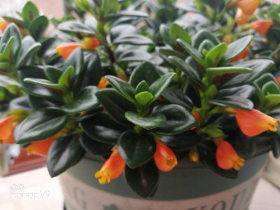 金鱼吊兰什么季节开花 金鱼吊兰在哪个季节开花？