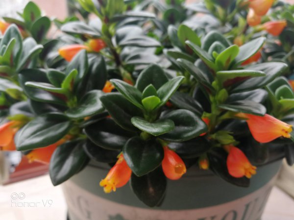 金鱼吊兰什么季节开花