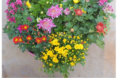 菊花什么季节开花 菊花何时盛开？