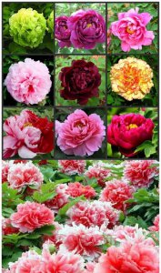 牡丹什么季节开花 牡丹何时开花？