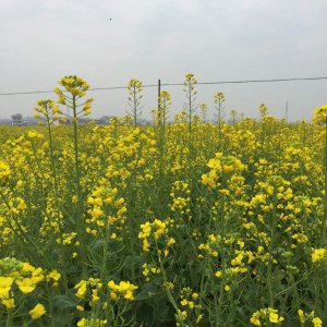 油菜花什么季节开花 油菜花何时盛开？