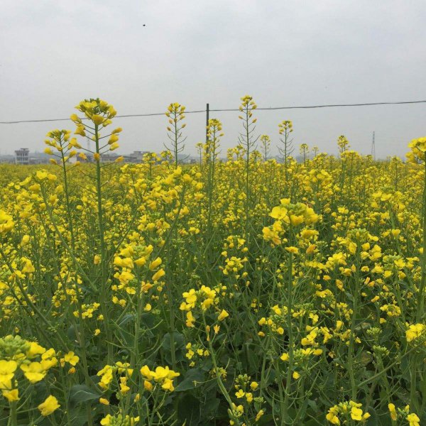 油菜花什么季节开花
