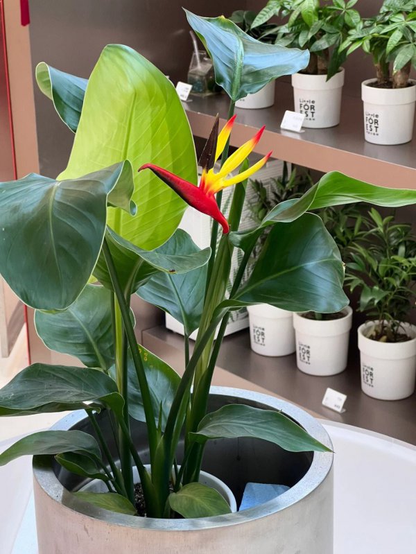 天堂鸟什么季节开花
