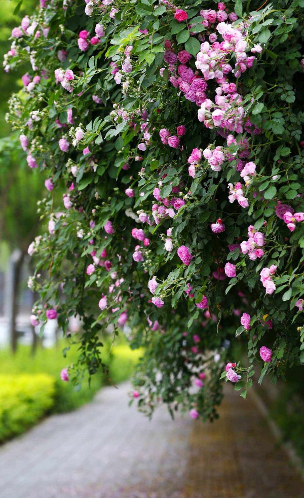 蔷薇花什么季节开花