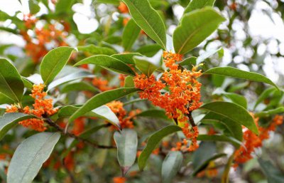 金桂什么季节开花 金桂在何时开花？