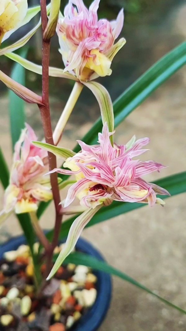对兰什么季节开花